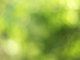 Fototapeta premium Natural outdoors bokeh background in green and yellow tones, Blurred green tree leaf background with bokeh