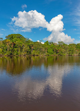Vertical landscape of the Amazon Rainforest, Yasuni national park, Ecuador.