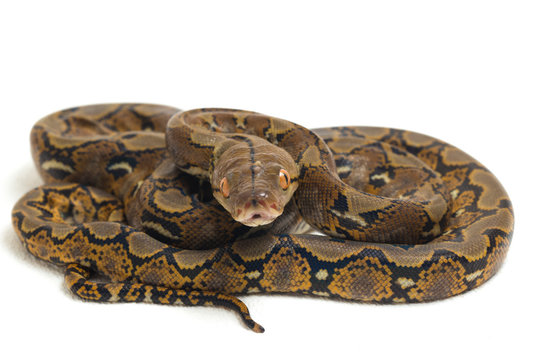 Reticulated Python (Python reticulatus) isolated on white background.
