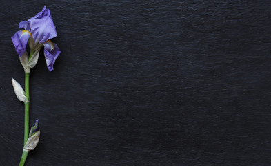 Photography of an iris stem on slate background for menus, announcements, label or signs