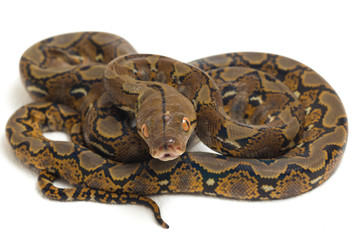 Reticulated Python (Python reticulatus) isolated on white background.

