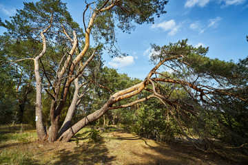 old trees in a pine spring forest