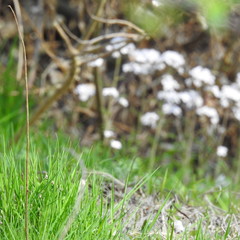 small flowers and young grass