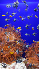 coral reef and fish