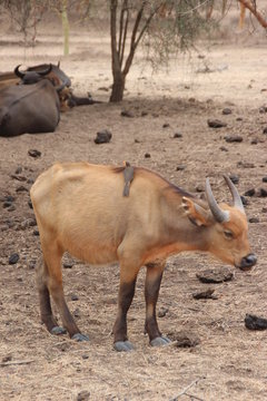 Single gnou in the wild