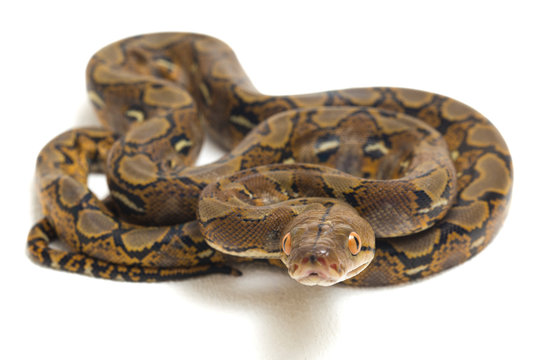 Reticulated Python (Python reticulatus) isolated on white background.
