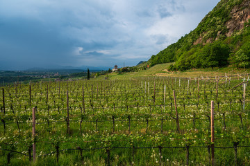 Fototapeta na wymiar Vineyards in Appiano in Italian South Tyrol.