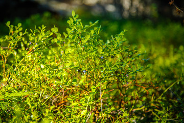 wild bush of blueberry with fruits in sunny forest during summer