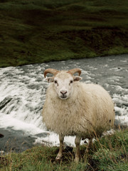 Sheep in Iceland #3