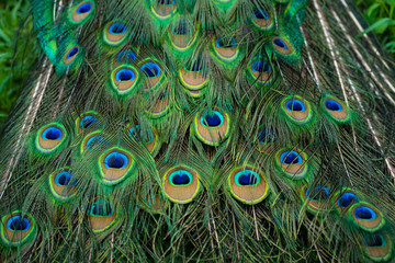 Obraz premium Close-up of a peacock's tail. Feathers on the tail of a peacock. Colors of nature