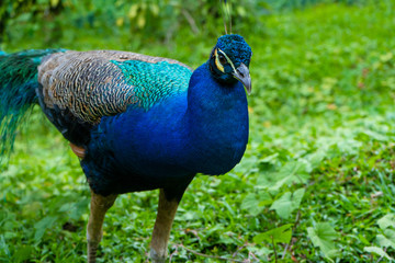Obraz premium A beautiful manicured peacock walks in a green bird park.