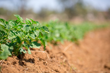 green plant growing in the soil