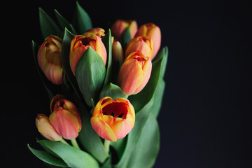 Peach tulips illuminated by window light
