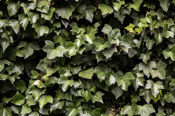 Wild green ivy