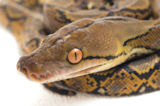 Reticulated Python (Python reticulatus) isolated on white background.
