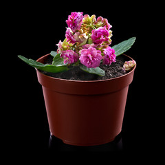 beautiful pink Kalanchoe or Flaming Katy flower in small pot on a black background