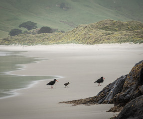 Two birds and their cub walking on the beach. Shot made at Allans Beach, Dunedin, Otago Peninsula, New Zealand