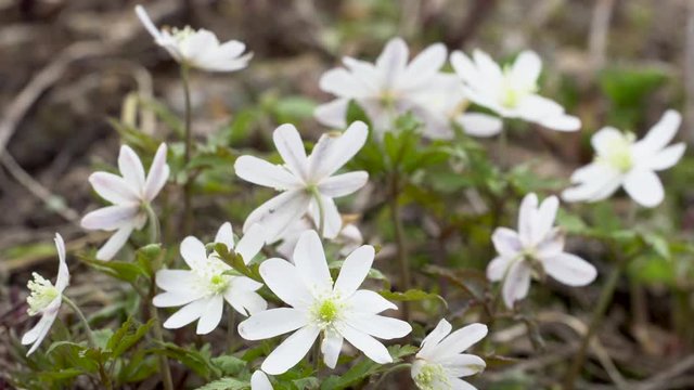 A beautiful snowdrop flower dangles from the storn to the side and beyond the wind. Snowdrop forest. A magnificent view of the formation of a snowdrop in the forest.