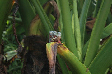 Madagascar Asie Gecko vert nature couleurs beau araign&eacute;e
