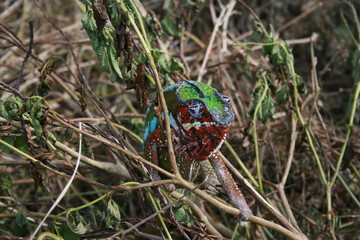 Madagascar Asie Gecko vert nature couleurs beau araignée
