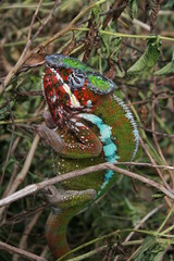 Madagascar Asie Gecko vert nature couleurs beau araignée
