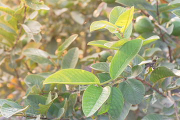 Tropical guava tree with young leaves growing and blurry fruits in background