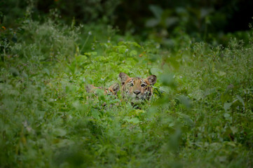 Royal Bengal Tiger Cubs In Indian Forest