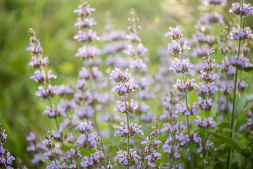 Salvia officinalis (common sage), a small evergreen subshrub used as a culinary herb