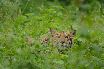 Royal Bengal Tiger Cubs in Indian Forest