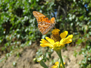 Borboleta 