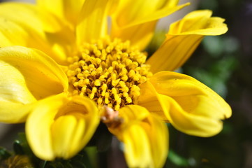 Flower -  Blume - Gelb - schön - Makro