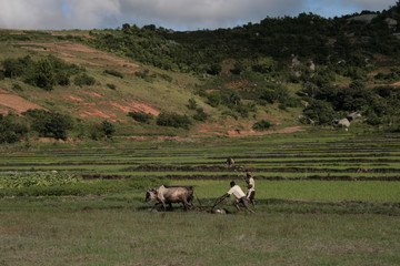 Naklejka na ściany i meble Asie Madagascar beau culture nature riz couleurs vert lourd auto voiture charges vidage contraste paysage 