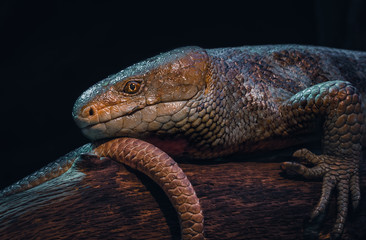 Paraguay Caiman Lizard