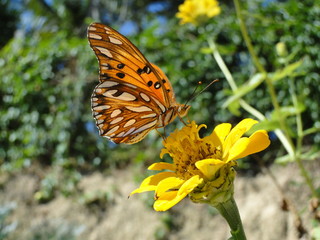 Obraz premium Borboleta