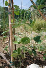 Vigna Unguiculata Sesquipedalis pods growing supported by plastic netting. These annual beans are also known as yardlong bean, bora, long-podded cowpea, asparagus bean, pea bean,  snake bean and Chine
