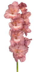 gladiolus flower isolated