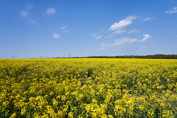 Nature landscape of yellow flowers field and blue sky, rapeseed blooming. Spring season, wallpaper, postcard, space for text