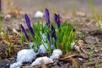 purple Crocus buds under snow in their natural habitat