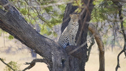 Fototapeta na wymiar Leopard auf einem Baum sitzend in der Serengeti, Tansania