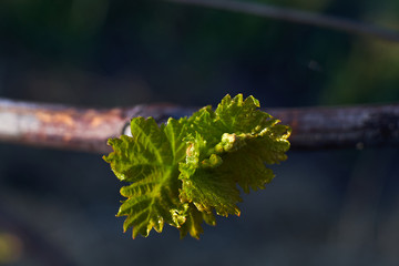 Branch of tree with small fresh green leaves, closeup. Macro photography, text space