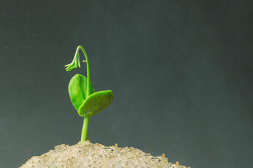 Growth business or professional successfully investment, using young plant growing in pot with money around the tree.