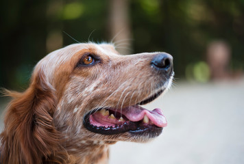 Setter