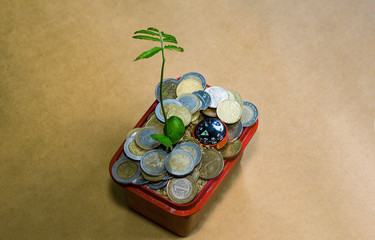 Growth business or professional successfully investment, using young plant growing in pot with money around the tree and have a digital compass pointing to the tree.