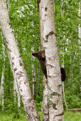 Obraz premium Black Bear Cub Climbing Birch Tree