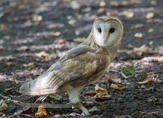 great horned owl in flight