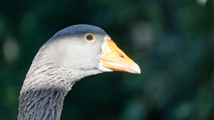 Close view of gray goose in Cyprus village.