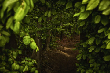 Green forest details in springtime