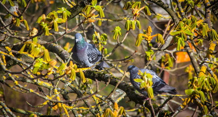 
Pigeons on a branch