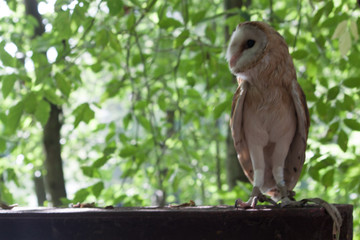 red tailed hawk