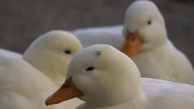 Observe a pure white duck